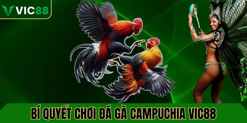 Bí quyết chơi đá gà campuchia VIC88 hiệu quả