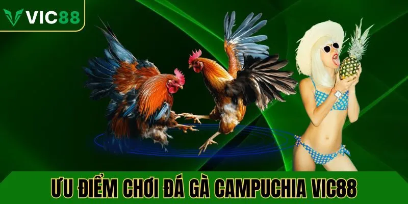Ưu điểm khi chơi đá gà campuchia VIC88