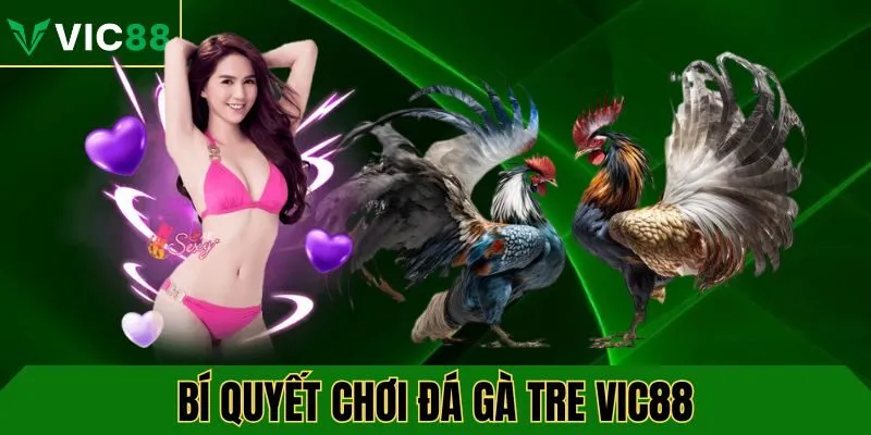 Bí quyết chơi đá gà tre VIC88 hiệu quả