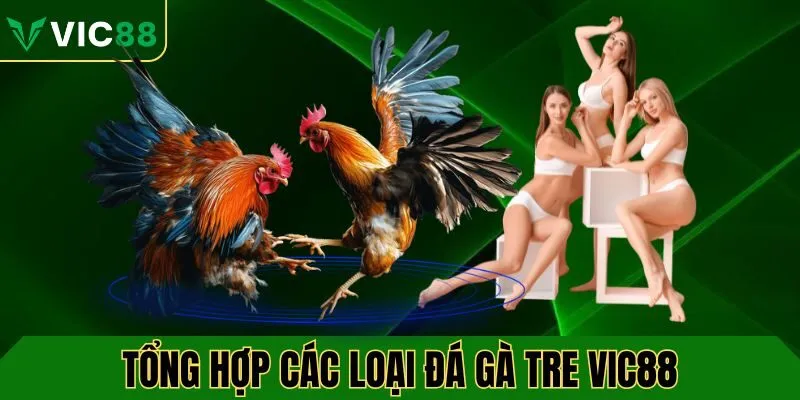 Tổng hợp các loại đá gà tre phổ biến tại VIC88