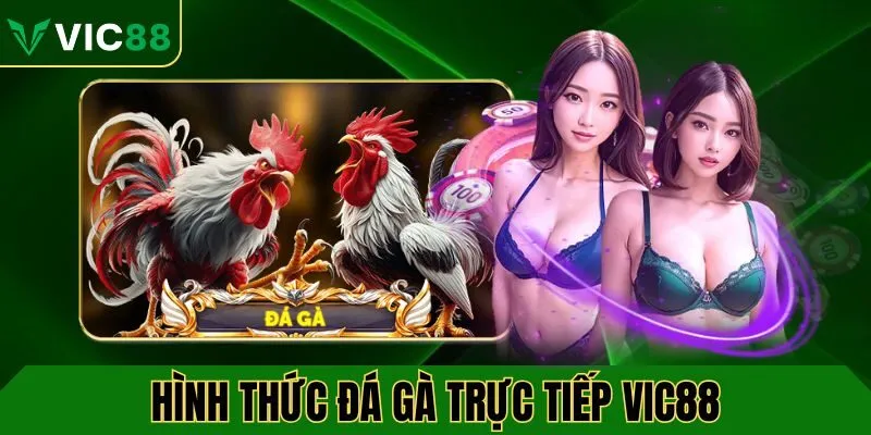 Hình thức đá gà trực tiếp VIC88 nổi bật hiện nay