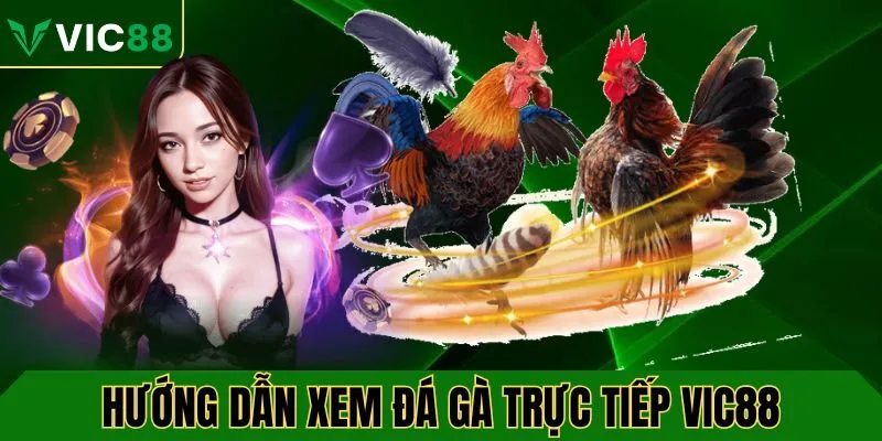 Hướng dẫn cách xem đá gà trực tiếp tại VIC88