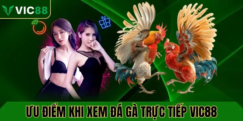 Ưu điểm khi xem đá gà trực tiếp VIC88 