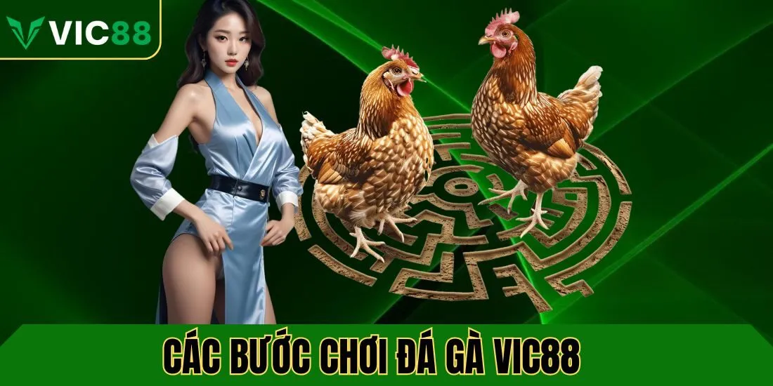 Hướng dẫn các bước chơi đá gà VIC88