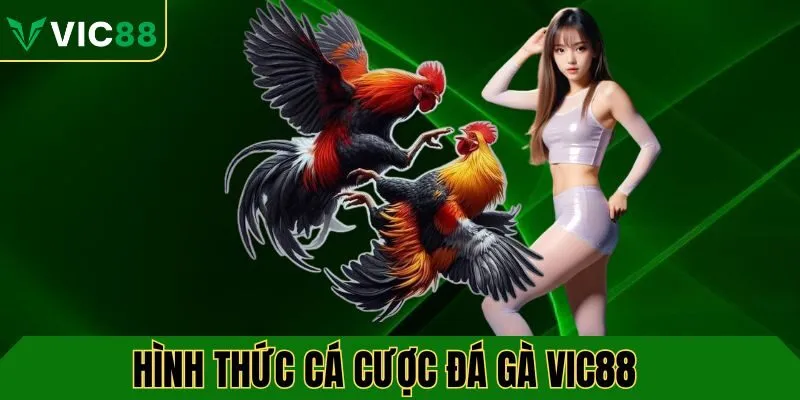 Hình thức cá cược đá gà tại VIC88