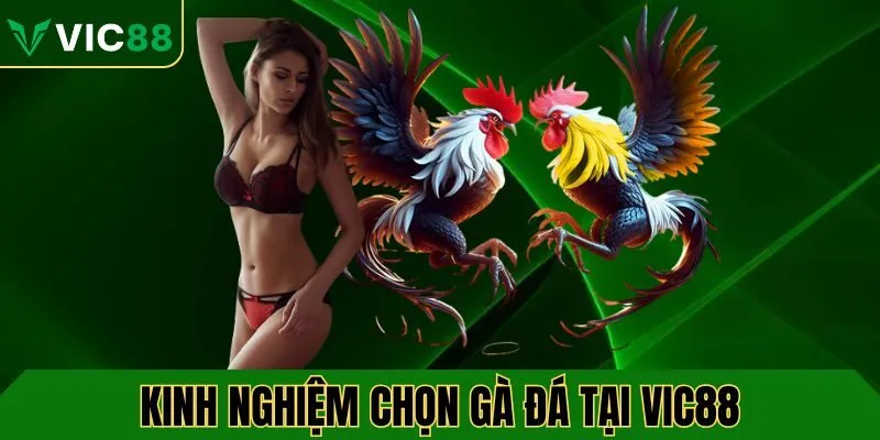 kinh-nghiem-chon-ga-da-vic88-avt