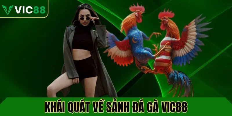 Tổng quan về sảnh đá gà VIC88