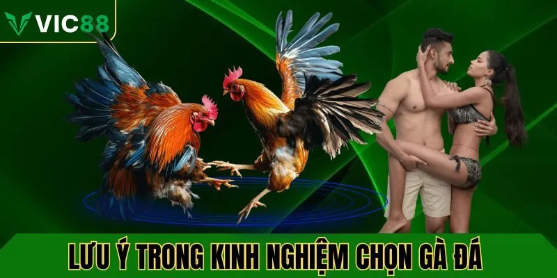Lưu ý cần thiết trong kinh nghiệm chọn gà đá