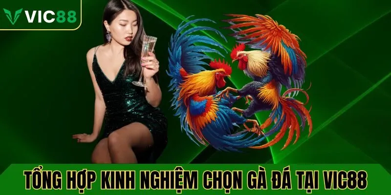 Một số kinh nghiệm chọn gà đá tại nhà cái VIC88 hiệu quả